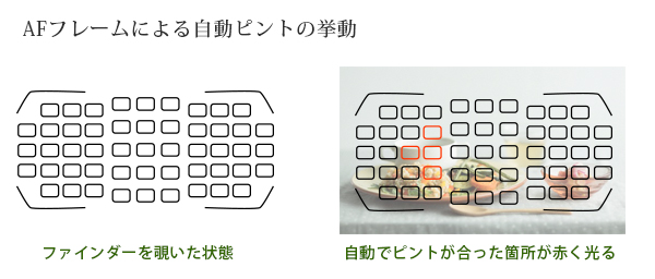 ファインダー内のAFフレーム ファインダー内のAFフレーム